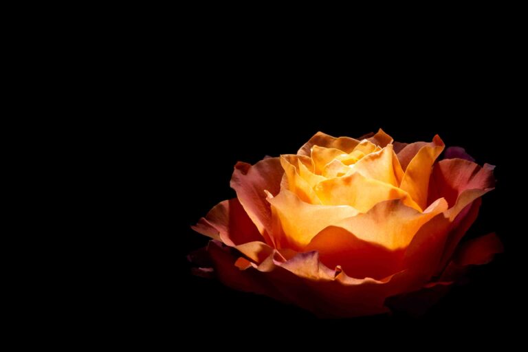 Share your work PattiVerse artist